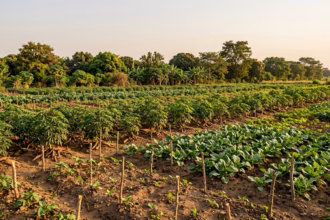 Nigerian Farmers Earn Climate Fi… 202606191329